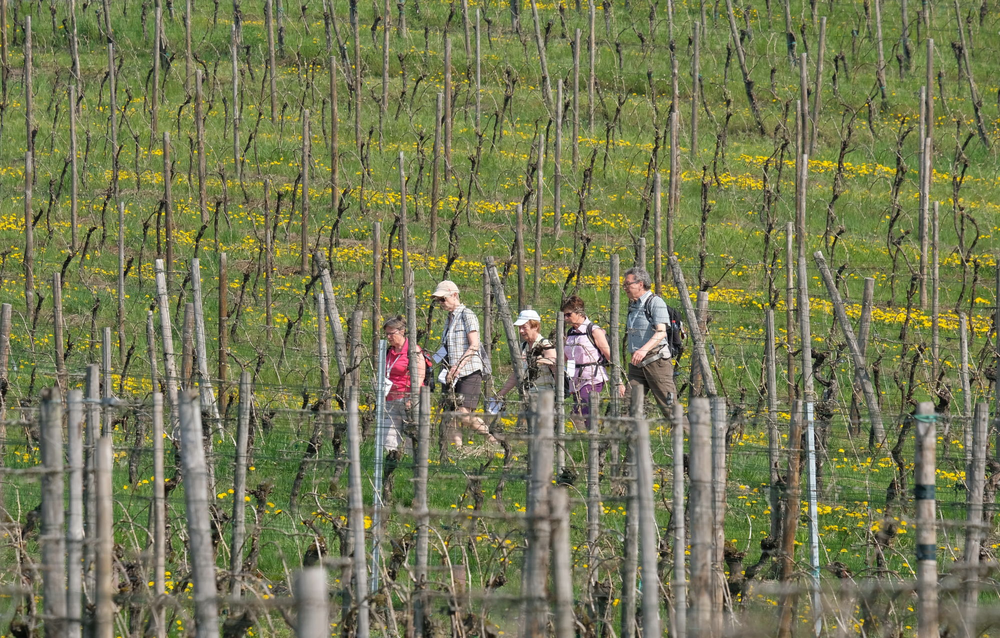 Marche gourmande